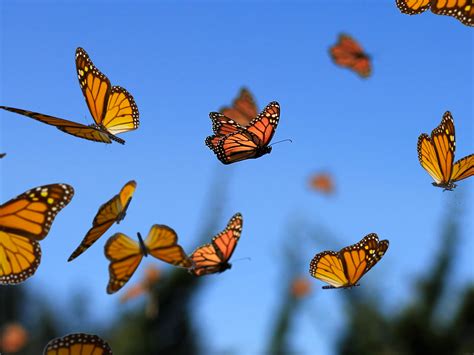 butterflies